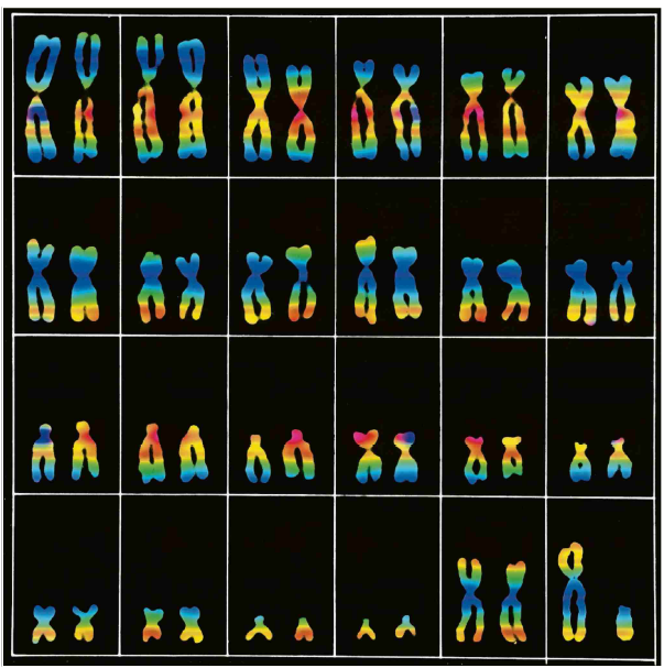 Es macht Männer zu Männern: Das Y-Chromosom war bisher ein Buch mit vielen Siegeln. Omikron. Science Source, Keystone